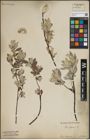 Foto von Salix lapponum L.